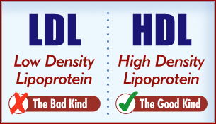 LDL (Vs) HDL